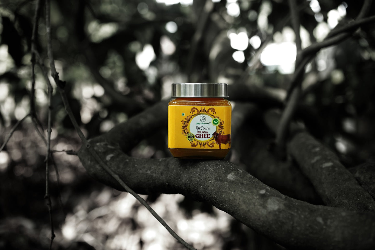 Bilona Ghee 500ML | Gir Cow A2 Milk
