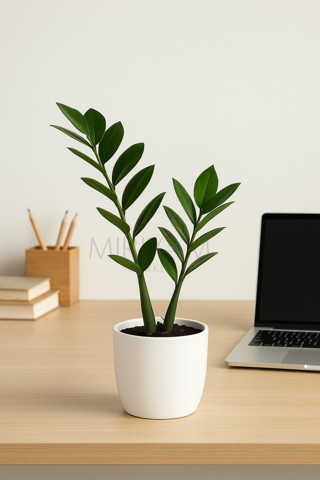 Decor Collection